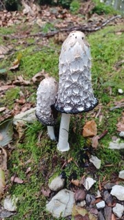 foto di Funghi